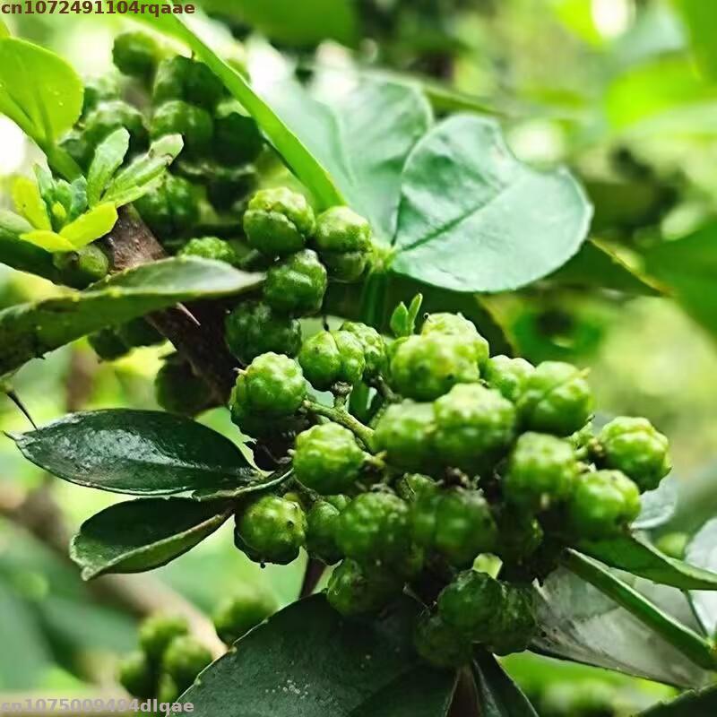 Soap Making Fragrance - Flores Secas de Hua Jiao Rojas